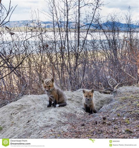 Young Red Fox Puppies At Their Den Yukon Canada Stock Image Image Of