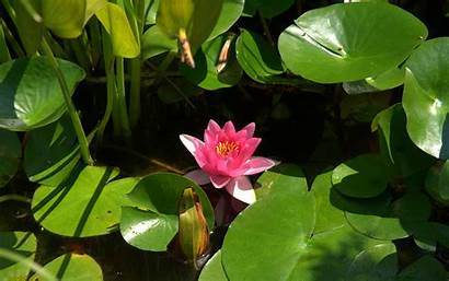 Water Lily Lotus Wallpapers Flower Flowers Lilies