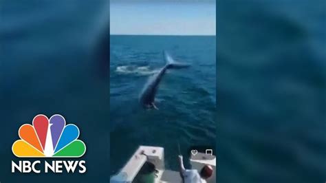 Watch Video Shows 7 Foot Mako Shark Jump Onto Fishing Boat In Maine In