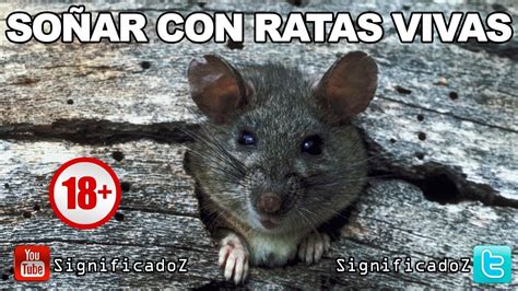 Significado De SoÑar Con Ratas Vivas 🔞 ¿que Significa Youtube
