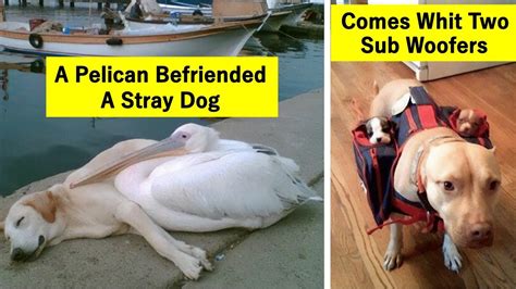 Reasons Why Dogs Are Better Than Cats And Here Are The Pics And Memes