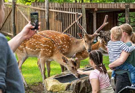 Über 466000 Besucher Neuer Rekord Im Tierpark Tierpark Nordhorn