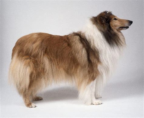 Rough Collie Wallpapers Fun Animals Wiki Videos Pictures Stories