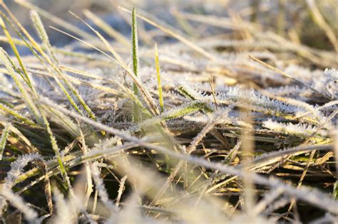 Green Grass In The Frost Stock Photo Image Of Hibernal 86056068