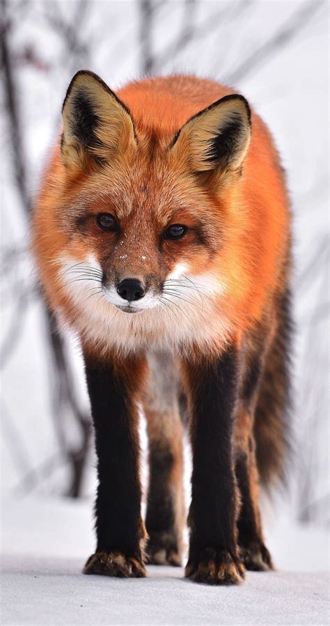 Cute Red Fox About Wild Animals