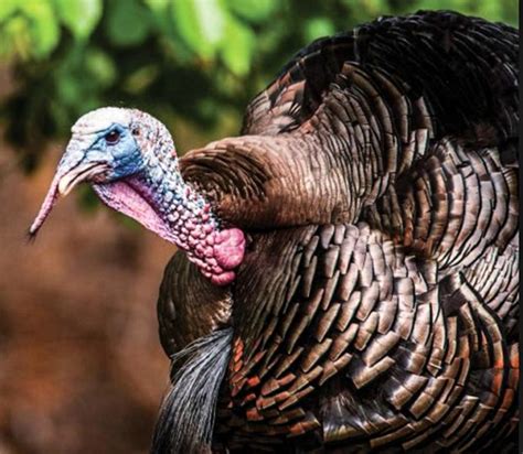 Youth Turkey Hunting Starts Saturday In Missouri Article The United
