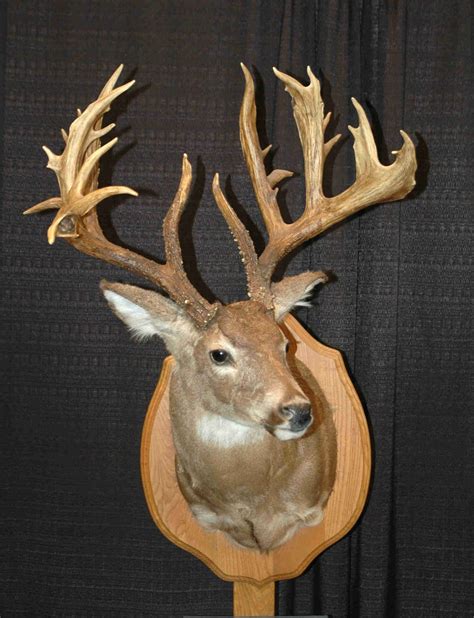 Great Non Typical Whitetails Big Deer Deer Pictures