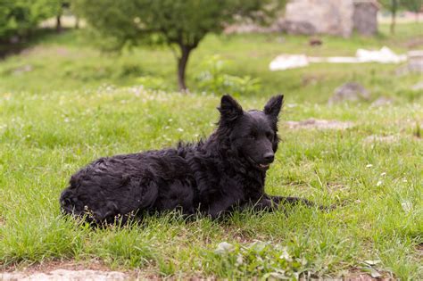 croatian sheepdog full profile history  care