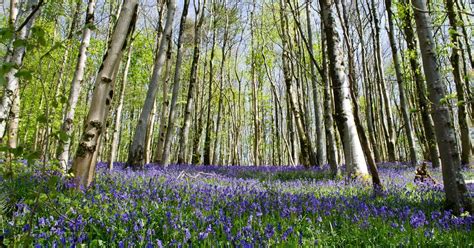 Nine Beautiful Bluebell Woods In Bath And Somerset That Will Fill You
