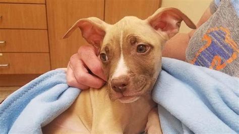 Finest pitbulls made offers some the highest quality pitbull puppies in the world. Pit Bull Leads His Owner to Puppy 'Left for Dead' in New ...