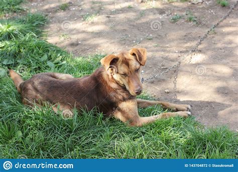 Brown Dog Lying On The Grass Stock Photo Image Of Cute Golden 143704872