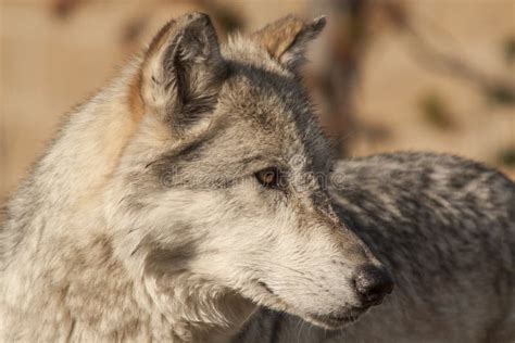 Nord Rocky Mountains Wolf Canis Lupus Irremotus Stockfoto Bild Von
