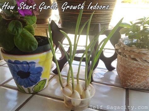 How To Grow Garlic Indoors Self Sagacity