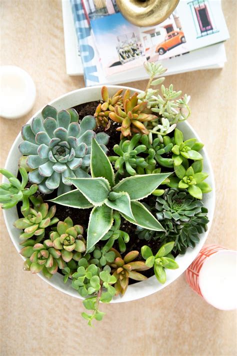 Succulent Bowl Planter Alice And Lois Succulent Bowls Succulents