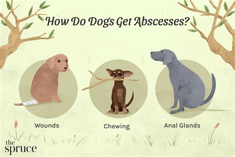 Abscesses In Dogs