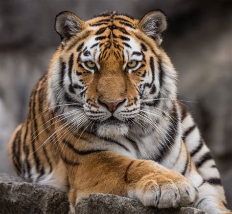 Tiger Face Stock Photos Pictures And Royalty Free Images Istock