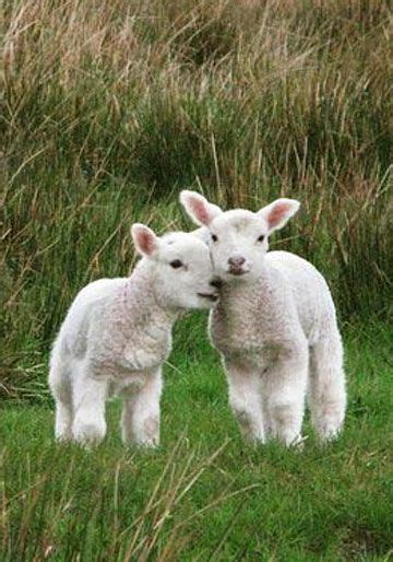 Beautiful I Love You Baby Lambs Oil Painting Ideas For