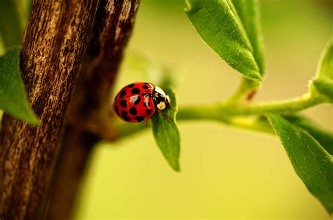 animals, Insect, Macro, Plants Wallpapers HD / Desktop and Mobile ...