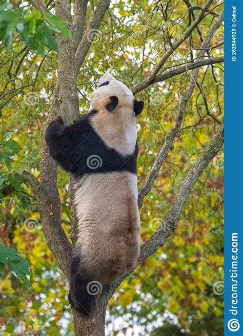 A Giant Panda Climbing In A Tree Stock Image Image Of Melanoleuca