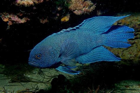 Where To Dive In South Australia To See Blue Devil Fish Good Living