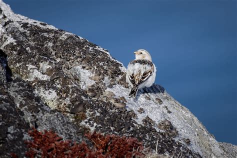 Wildlife In Greenland Birds Visit Greenland