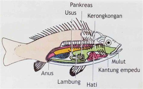 Jenis Jenis Ikan Berdasarkan Tulangnya Rangkuman Pengetahuan Alam Lengkap
