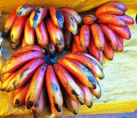The Wonderful Exotic Red Bananas