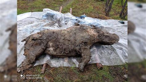 Extinct Woolly Rhino Found In Excellent Condition After Being Frozen In Far Eastern Russian