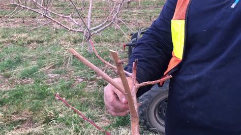 Peach Tree Pruning Lesson 2 March 21 2017 Youtube