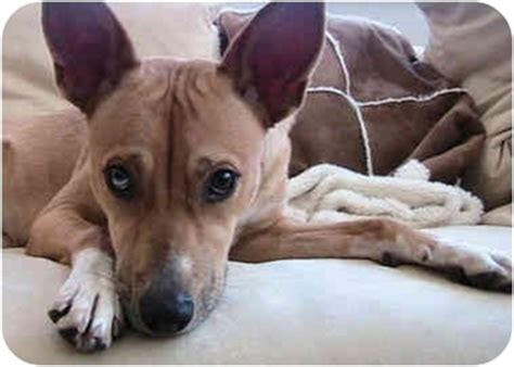 I would search the websites of all the nearby shelters for a suitable pick and take notes. Pet not found