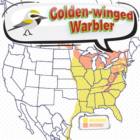 Golden Winged Warbler Bird Watching Academy