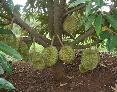 Beliau telah berpengalaman dalam pengembang biakan bibit durian, termasuk durian musang king. Anim Agro Technology: DURIAN MUSANG KING - 30 BULAN BERBUAH?