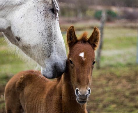 Baby Horse With Her Mother Tender Image Lizenzfreies Stockfoto