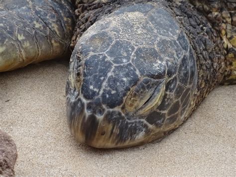 Free Images Animal Sea Turtle Reptile Hawaii Fauna Tortoise