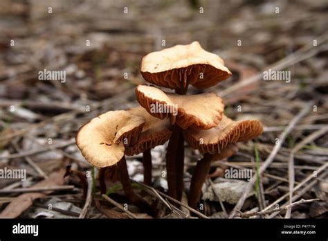 Fungi Fungus Mushroom Australia Hi Res Stock Photography And Images Alamy