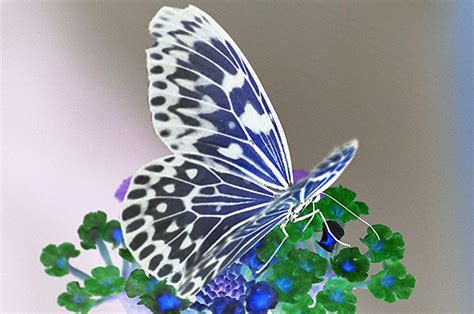 Papillon De Rêve Butterfly Plants Purple