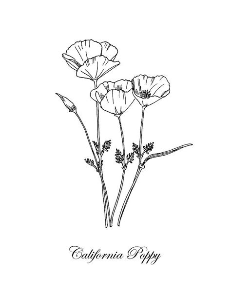 California Poppy Botanical Drawing By Masha Batkova Fine Art America