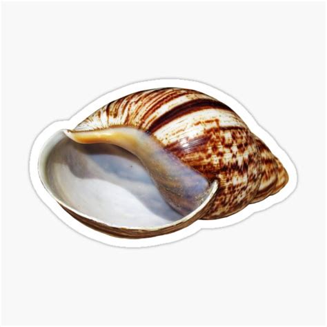 Snail Shell Spiral Patterns Sticker For Sale By Cleverrabbit Redbubble