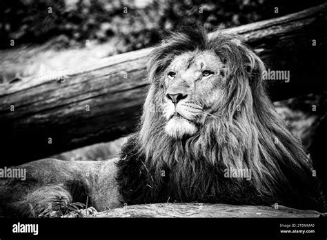 Portrait Of A Majestic Lion King Stock Photo Alamy