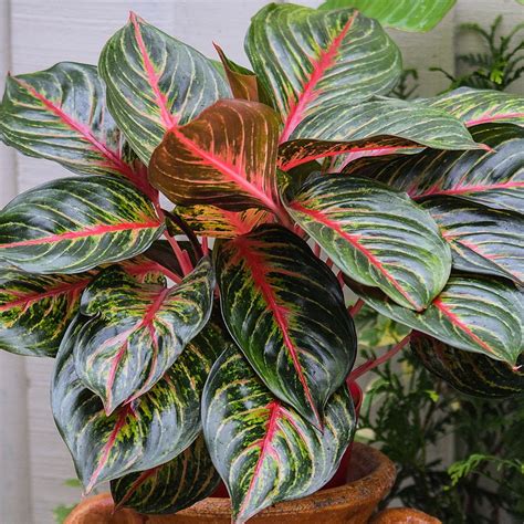Red Emerald Chinese Evergreen Plant Aglaonema Grows In Dim Light