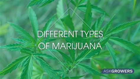 Types Of Weed Indica Vs Sativa Vs Hybrid Updated 2022 Askgrowers