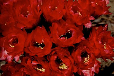 verse 1 i got a time machine bought it off tv was a commercial break on jeopardy everything's a gamble nothing is free an answer is a question don't ask me. GIANT CACTUS BLOSSOMS FROM MY LAND PARK CACTUS GARDEN