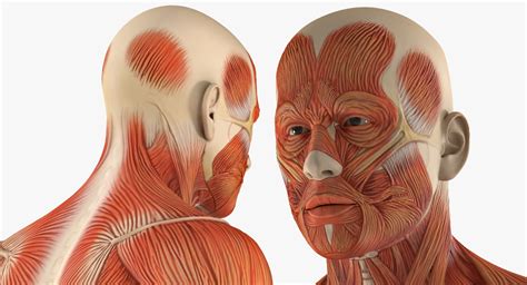 Posted on january 21, 2015 by admin. 3d models for professionals: Male Anatomy Muscular System ...