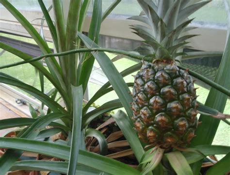 This signifies that the plant has taken root. Extra Credit Gardening: Growing pineapples in Minnesota ...