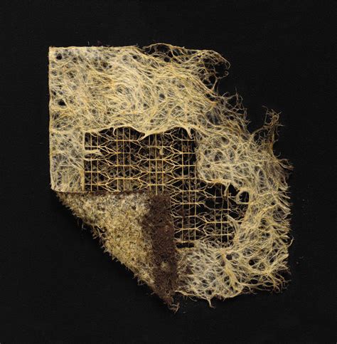 Domesticated Root Systems By Diana Scherer Form Twisting And Repetitive Patterns In Patches Of