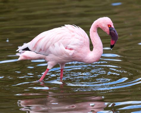 The Lesser Flamingo Facts And Information About The Lesser Flamingos