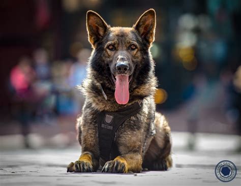 Vancouver Police Releases Annual Dog Calendar For Charity Cbc News