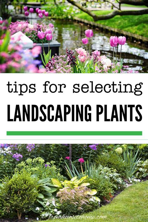 How To Choose The Best Plants For Your Garden