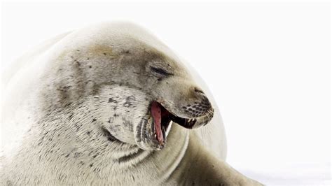 Animal Seal Hd Wallpaper