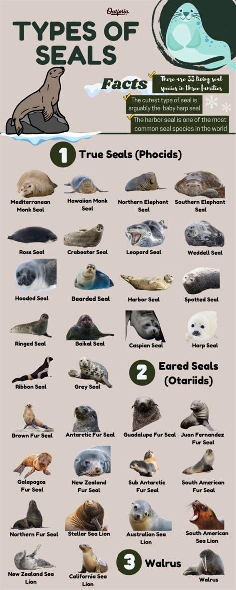 Dive Into The Ocean Full Guide To All 33 Types Of Seals